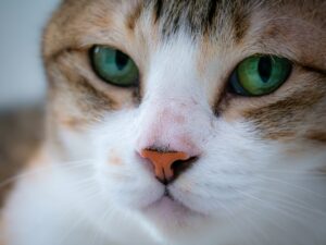 Read more about the article The Shortlisting Call Without a Cheer